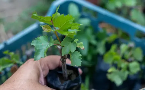 Dłoń trzyma sadzonkę winorośli, przygotowaną do rozmnażania winogron. W tle widać niebieską skrzynkę z innymi sadzonkami.