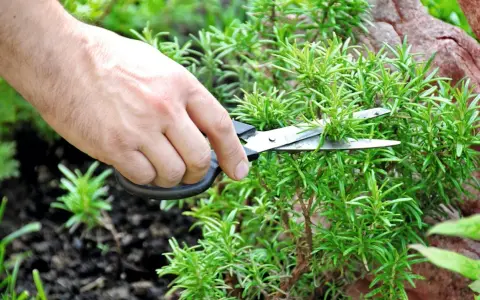 Une main coupe des branches de romarin rampant avec des ciseaux.