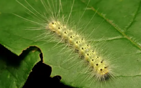 A fuzzy yellow caterpillar, part of the webworm life cycle, munches on a green leaf.