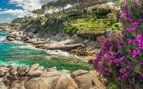 Scogliera fiorita sull'Isola d'Elba, cosa vedere: mare cristallino, pini marittimi e case arroccate.