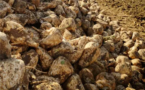 Un cumulo di barbabietole da zucchero appena raccolte, pronte per la lavorazione. La borlanda cos'è? È il residuo della lavorazione, ottimo mangime.