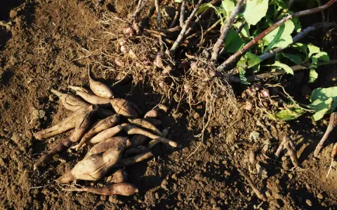 Racines de poire de terre fraîchement récoltées, encore couvertes de terre, avec des tiges vertes et des feuilles.