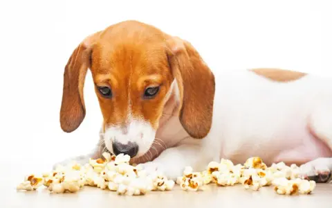 Czy pies może jeść popcorn? Sprawdź, co musisz wiedzieć o zdrowiu psa