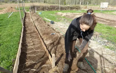 Kvinna planterar sparris planta i en upphöjd bädd. Marken är förberedd med rader av rotklumpar.