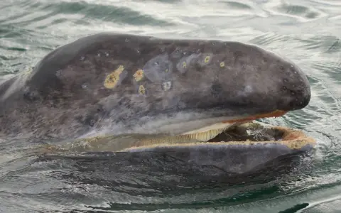 Megattera con bocca aperta, mostrando le sue placche filtranti invece dei denti. La pelle grigia è segnata da macchie chiare.