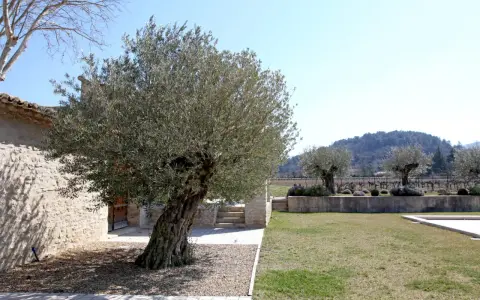 Un vieil olivier majestueux, prêt à être replanté, se dresse devant une bâtisse en pierre. Le soleil brille sur le paysage provençal.