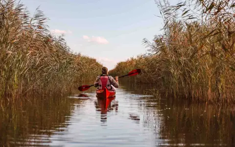 Kajakfahrer gleitet durch Schilf am Neusiedler See.