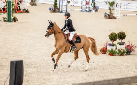 Une cavalière en tenue de concours, sur un cheval bai, effectue un galop 1 sur la piste de saut d'obstacles.