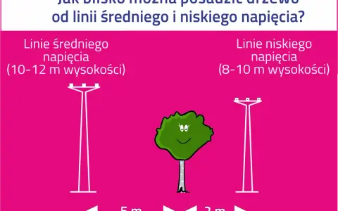 Drzewo potrzebuje 5 m od linii średniego napięcia (10-12 m) i 2 m od linii niskiego napięcia (8-10 m).