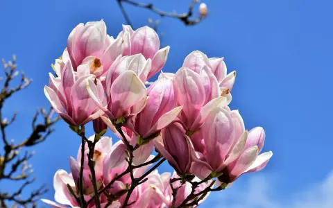 Kwitnąca magnolia, choć już po głównym kwitnieniu, wciąż zachwyca delikatnymi, różowo-białymi płatkami na tle błękitnego nieba.