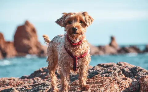 Ein kleiner Hund mit rotem Geschirr steht auf Felsen am Wasser. Ein schöner Tag für einen Badesee mit Hund in NRW.