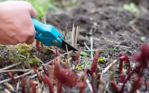 Hand mit blauer Gartenschere schneidet abgestorbene Stängel. Neue Triebe von Pfingstrosen sprießen aus der Erde.