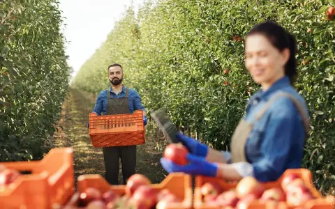 Praca w sadzie jabłkowym. Mężczyzna z koszem jabłek, kobieta zbiera owoce. Idealne miejsce, gdzie wyjechać do pracy.