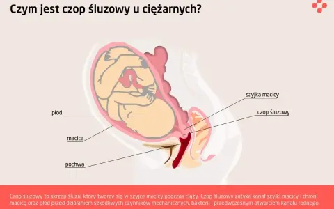 Ilustracja przedstawia płód w macicy, z zaznaczonym czopem śluzowym zamykającym szyjkę macicy.