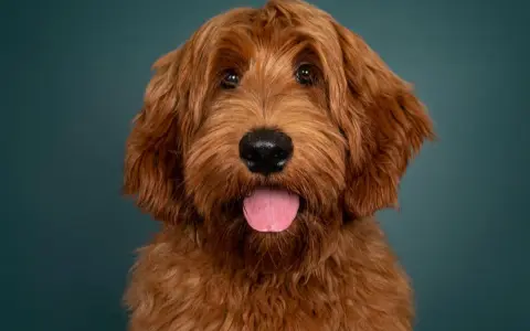 Rudy pudel z labradorem, z językiem na wierzchu, patrzy w obiektyw na tle ciemnozielonej ściany.