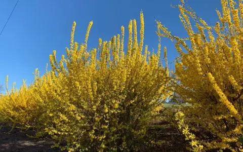 En rad med blommande forsythiabuskar lyser upp med sina gula blommor mot en klarblå himmel.