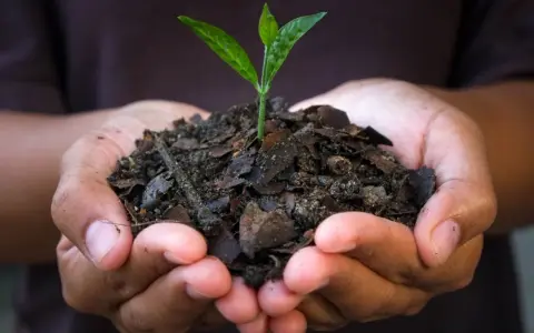 Mains tenant une jeune pousse dans un terreau riche, promesse de croissance grâce au charbon bio.