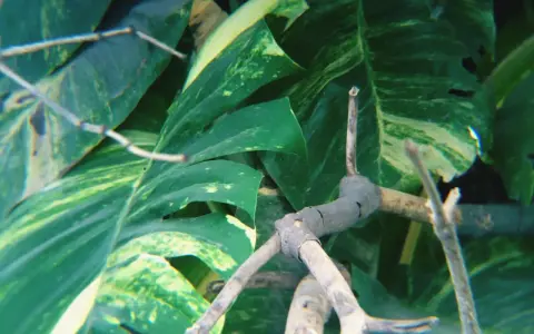 Monstera z bujnymi liśćmi i widocznymi korzeniami powietrznymi, które oplatają gałązki.