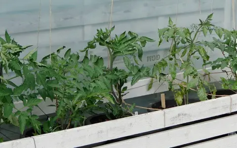 Små tomatplantor växer i krukor bakom en vit träbarriär. Det är ett tidigt tecken på att det snart är dags för så tomater i januari.