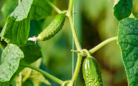 Sur la tige verte, deux jeunes cornichons poussent, entourés de feuilles luxuriantes.