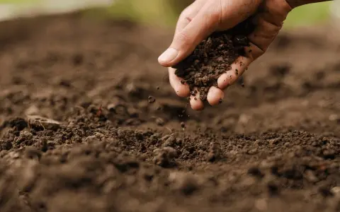 Main d'une personne ajoutant de la terre riche pour enrichir la terre avant plantation.