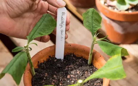 Sadzonki Buddleja davidii w doniczce, gotowe do ukorzenienia. Dłoń wstawia etykietę z nazwą rośliny.