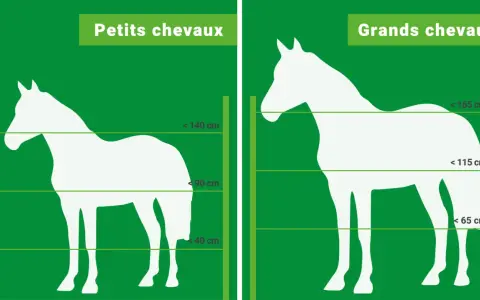 Comparaison de la hauteur cloture chevaux : petits et grands chevaux, avec indications de tailles.
