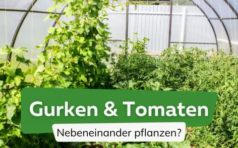 Gurken und Tomaten wachsen üppig nebeneinander in einem Gewächshaus.