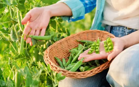 Mains cueillant des petits pois frais dans un champ, une corbeille en osier remplie de la récolte à portée de main.