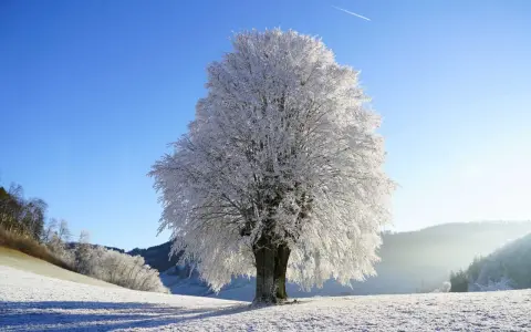 A majestic tree in winter, its branches coated in frost, stands against a clear blue sky. A faint contrail streaks across the sky, hinting at distant travel.
