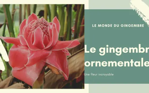 Fleur de gingembre ornementale, d'un rose éclatant, se dresse fièrement au milieu de feuillages luxuriants. Une merveille de la nature.