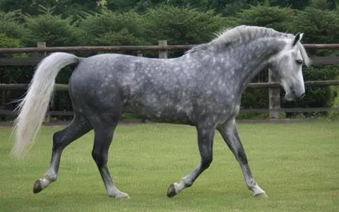 Cheval gris moucheté, d'un poids impressionnant, trottant sur l'herbe. Ce magnifique spécimen évoque un Selle Français.