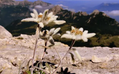Fiori di Leontopodium alpinum, simbolo delle vette, crescono tra le rocce con sfondo di montagne nebbiose.