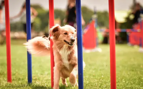 Chien roux plein d'agilité navigue entre des poteaux rouges et bleus lors d'une compétition d'agility.