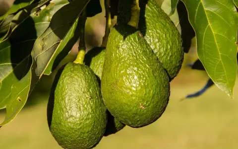 Trois avocats verts et texturés pendent d'un avocatier de 5 ans, entourés de feuilles luxuriantes.