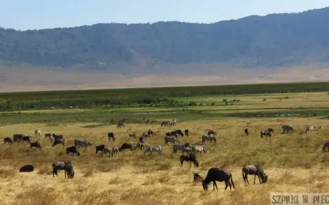 Kenia: Kiedy jechać? Wielka Migracja, safari, pogoda Twój plan.