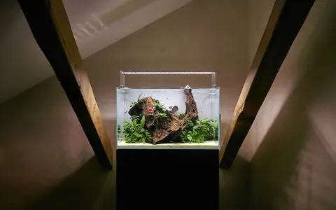 Piękne nano akwarium aranżacje z korzeniem i bujną roślinnością. Małe rybki pływają w krystalicznie czystej wodzie.
