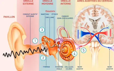 Le son est capté par le pavillon, son amplifié dans l'oreille, puis transmis au cerveau via le nerf auditif.
