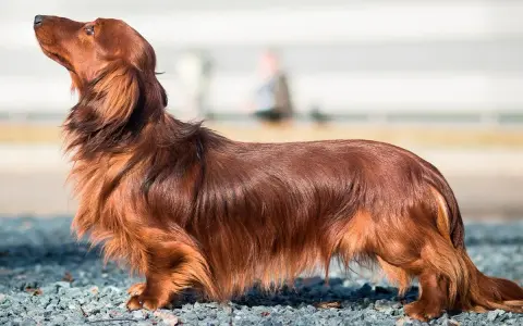 Un magnifique chien poilu, un teckel à poil long, se tient fièrement sur un chemin de gravier, le museau levé vers le ciel.