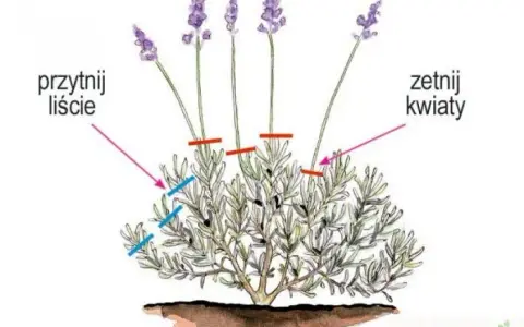 Jak przycinać lawendę? Poradnik krok po kroku dla pięknych krzewów