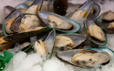 Frisch auf Eis liegen Miesmuscheln, die manchen als ungesund gelten.