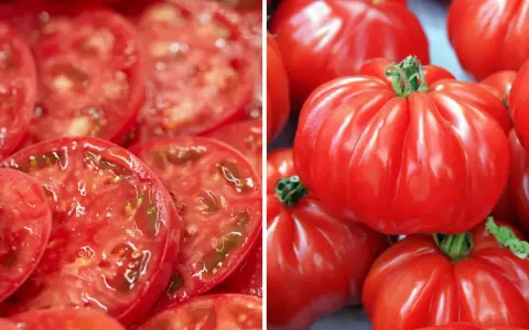 Plasterki soczystego pomidora marmande obok całych, karbowanych owoców. Idealne do sałatek i kanapek.