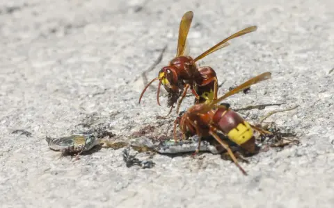 Dos vespas avispa se alimentan de un insecto muerto sobre una superficie de hormigón.