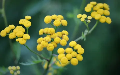 Grappes de fleurs jaunes d'hélichryse italienne, connues pour leurs nombreux bienfaits.