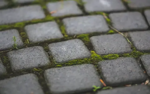 Zielony mech porasta szczeliny między szarymi kostkami brukowymi, tworząc naturalny dywan.