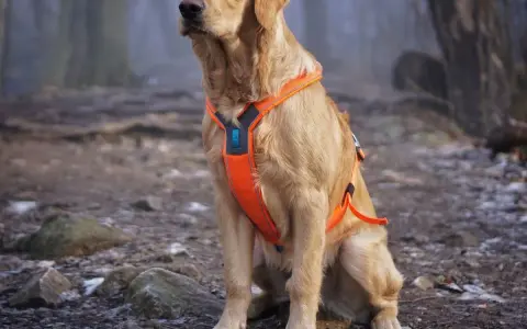 Obroża czy szelki dla golden retrievera - co wybrać, by nie żałować?