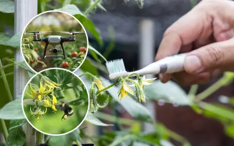 Ręczne zapylanie pomidorów szczoteczką, obok dron i pszczoła. Nowoczesne i tradycyjne metody zapylania pomidorów.