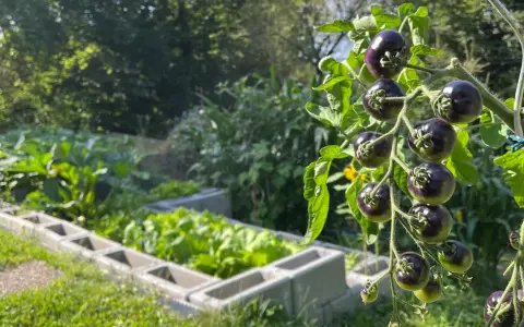 Dunkle, reife Tomaten hängen an einem Strauch. Im Hintergrund wächst Gemüse in Hochbeeten. Diese guten Nachbarn Tomaten sind bald erntereif.