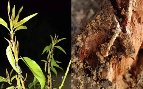 Planta con insectos y un gusano cabezudo saliendo de la madera. ¿Cómo matarlos?