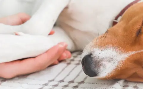 Uśpienie psa: Krok po kroku do bezbolesnego pożegnania przyjaciela